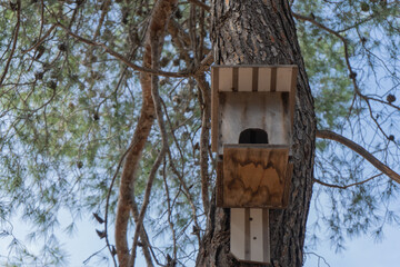 birdhouse on a tree