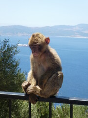 Gibraltar-Affe sitz vor dem blauen Meer