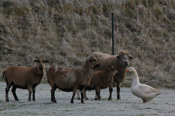 tiere und vogel in der natur im winter bei kälte