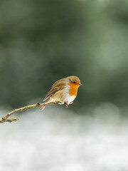 Erasian Robin in the Snow