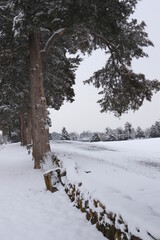 Scenic Snow and Tree 