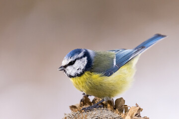 Parus major, Blue tit . A small bird sits on a sunflower plant and feeds sunflower seeds. Flight of the extended wing. Wildlife scenery