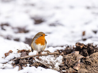 Erasian Robin in the Snow