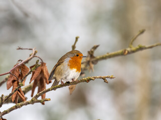 Erasian Robin in the Snow