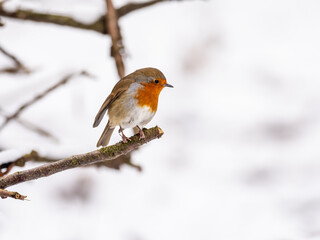 Erasian Robin in the Snow