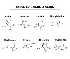 Essential amino acids. A set of amino acids. Chemical molecular formulas of amino acids. Vector illustration on isolated background.