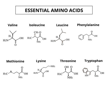 Essential amino acids. A set of amino acids. Chemical molecular formulas of amino acids. Vector illustration on isolated background.