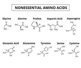 Nonessential amino acids. A set of amino acids. Chemical molecular formulas of amino acids. Vector illustration on isolated background.