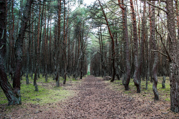 an unusual trail in the forest