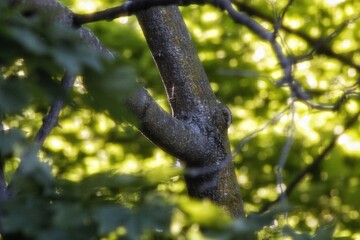 tree in the forest