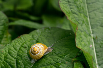 macro photography of summer flowers