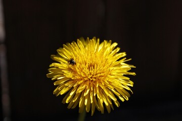 yellow dandelion flower