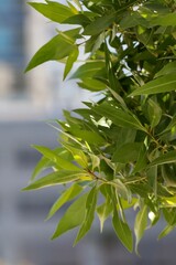 green leaves on a branch