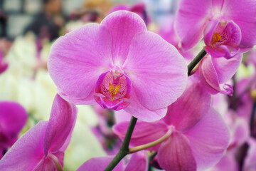 Fototapeta na wymiar Colorful pink Phalaenopsis aphrodite orchid closeup isolated. Selective focus