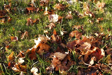 fallen autumn leaves