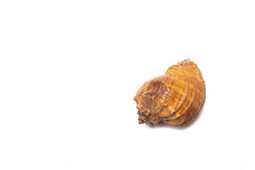 Seashell on a white background . An article about seashells. Vacation at the sea. Shopping by the sea. White background. Copy space