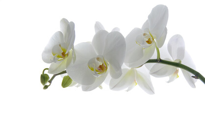 Fototapeta na wymiar White orchid flower on a white background. Selective focus with copy space. Banner. Wallpaper.