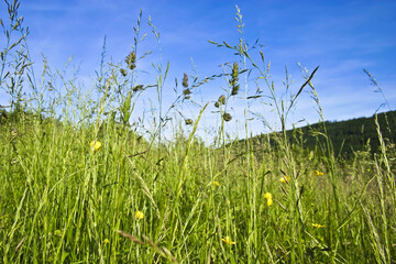 Meadow with flowers and grasses in summer
