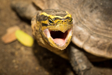The turtle.