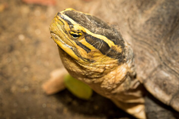 Naklejka premium The turtle.
