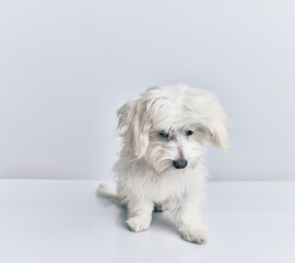Adorable dog over isolated white background.