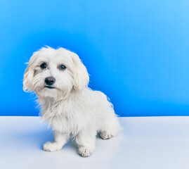 Adorable dog over isolated blue background.