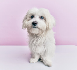 Adorable dog over isolated pink background.