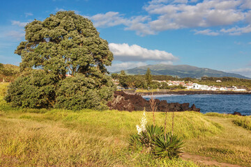 Ocean coast landscape with grass and tree at Sao Miguel island, Azores, Portugal