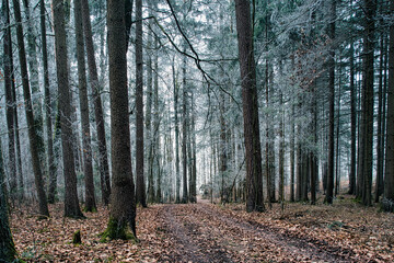 forest in autumn