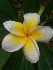 yellow and white colour flower