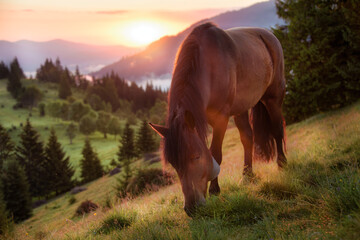 Horse grazes on a meadow at dawn in the mountains