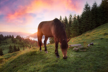 Image of a horse grazing in a pasture illuminated from behind by the warm light of a sunrise in the mountains