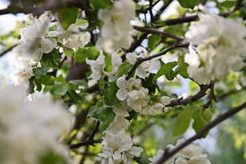 apple tree blooms