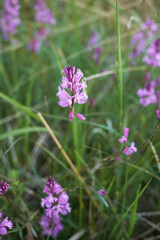 Polygala nicaeensis
