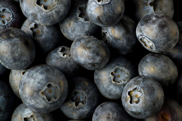 Macro view of fresh organic blueberries. Powdery appearance is due to a light covering of wild yeast.
