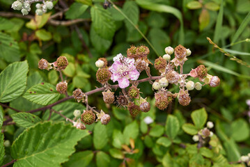 Rubus ulmifolius