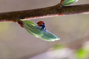 Ladybug on a bud 