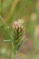 Trifolium angustifolium 