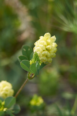 Trifolium campestre 