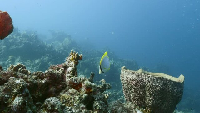 Spotfin Butterflyfish swim in coral reef of Caribbean Sea, Curacao