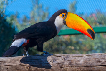 South American toco or common toucan with a huge bill