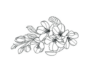 Blooming apple tree branch linear vector illustration black on white.
