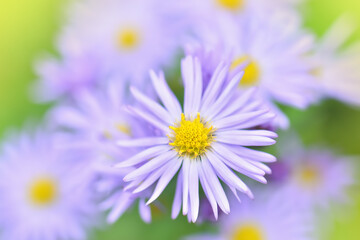 Fototapeta premium Amazing Violet Asters flowers on the garden in autumn. Polish flowers macro closeup with shallow depth of field