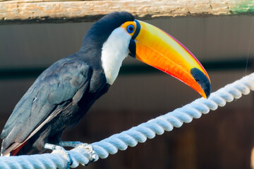 South American toco or common toucan with a huge bill