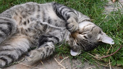 Tabby kitten sleeps with belly up and cute paw at nose. Young grey cat breath while sleeping...