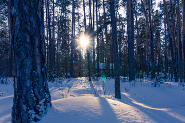 The sun is setting behind the trees. Sunset in the winter forest. The sun's rays make their way through the branches. Shadows of trees in the snow. Winter sunrise.