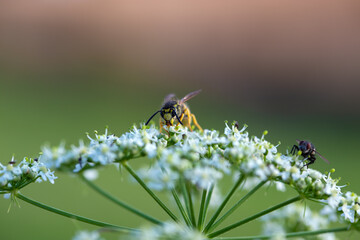 Wasp on the flower 