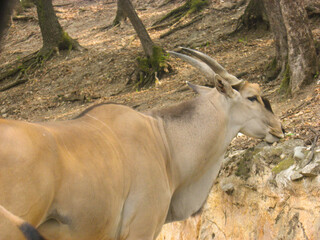 Closeup shot of a Giant eland in a nature reserve