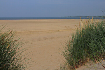 Fototapeta na wymiar A dune landscape on the North Sea coast in the Netherlands 