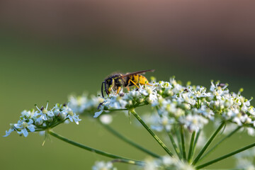 Wasp on the flower